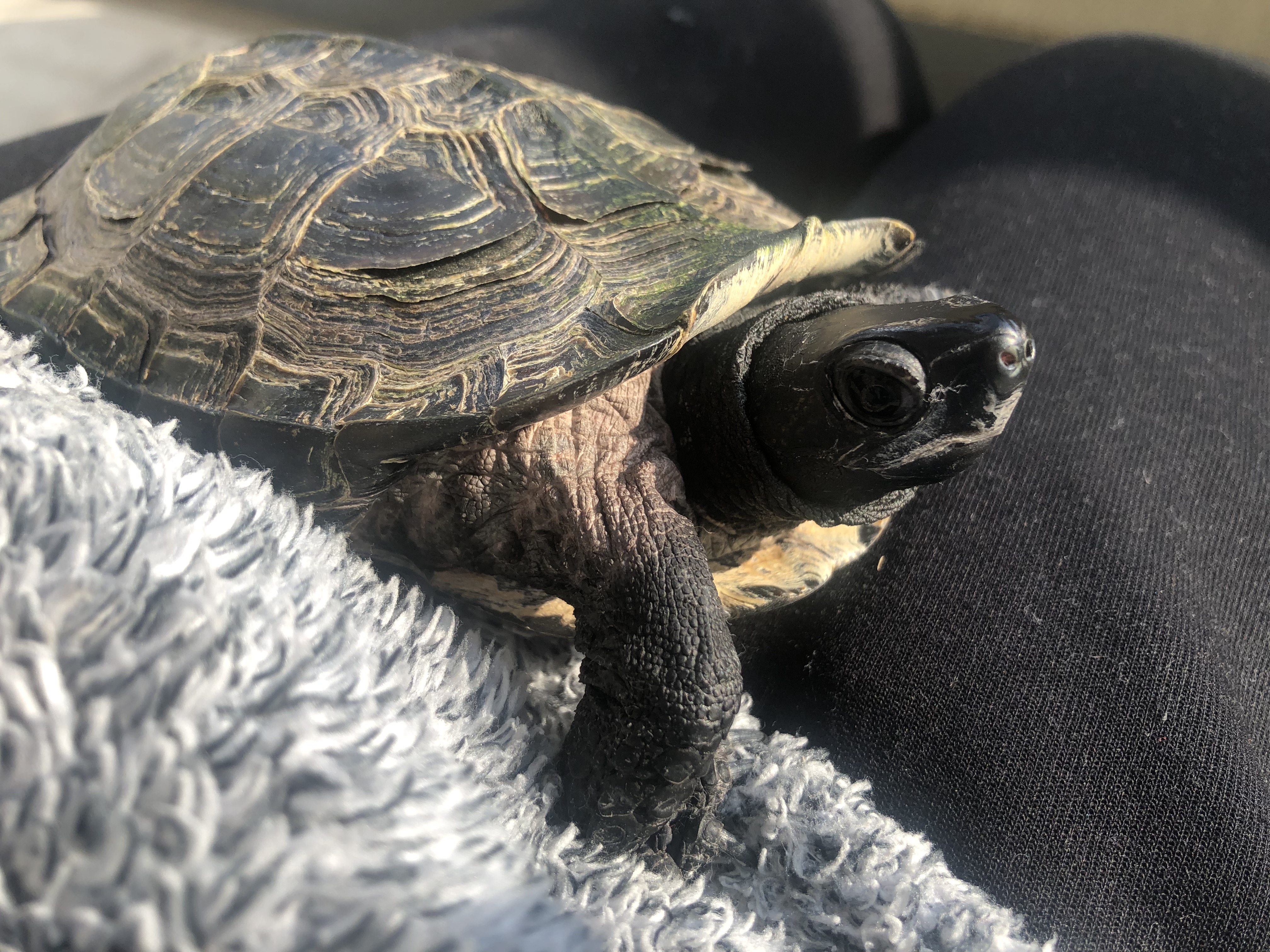 クサガメ飼育のきっかけ