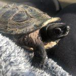 クサガメ　画像　甲羅干し