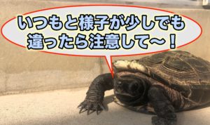 クサガメが熱中症になった時の対処法を解説 具体的な症状や処置 熱中症対策も教えます