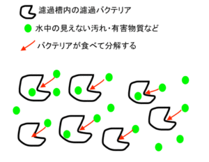 カメや熱帯魚に使う水槽の濾過器 フィルター について 役割や必要性 仕組みを解説