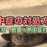 カメ飼育　熱中症の対策と症状・処置　クサガメ