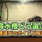 クサガメ飼育　水槽選びのポイント