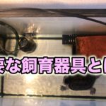 カメ飼育に必要な器具とは？