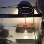 クサガメ飼育　紫外線ライト　設置例