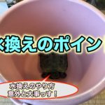 カメ飼育　水換えのやり方　クサガメ
