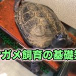 クサガメ飼育の基礎知識