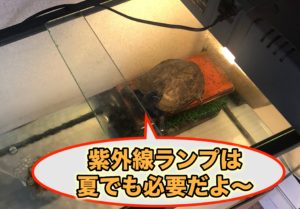 クサガメ夏の暑さ対策 屋内と屋外の最適水温を解説 対策オススメグッズも紹介