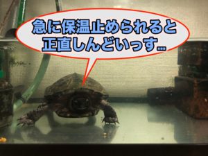 クサガメ 半水棲カメ 冬眠させないで飼育する方法 注意点を解説 ヒーターやバスキングライトを使った冬の飼育