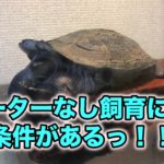 クサガメ　冬のヒーターなし飼育