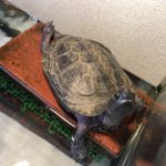 クサガメの甲羅干し姿が可愛い！