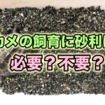 カメの飼育に砂利は必要か？底砂にいて