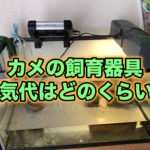カメの飼育器具の電気代はいくらかかる？クサガメ