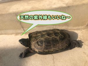 クサガメや半水棲カメをベランダでお散歩させる 必要なもの 注意点を細かく解説