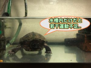 クサガメや半水棲カメのお散歩 時間や必要性 注意点 オススメの場所を解説