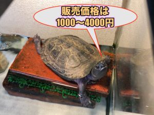 クサガメの購入方法と手続きを解説 価格や注意点 買うときのチェックポイント