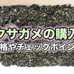 クサガメの購入｜価格や注意点・買うときのチェックポイント・誓約書について解説！