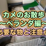 カメのお散歩〜ベランダ編〜必要な物と注意点