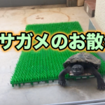 クサガメのお散歩・やり方や注意点・オススメの場所