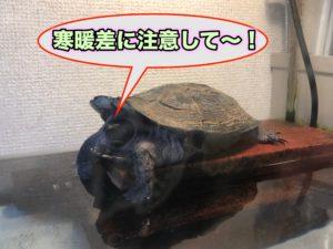 カメを飼育し始める最適な時期は 購入後の輸送や注意点も解説