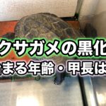 クサガメが黒化する年齢や甲長について解説！黒化前と後の写真で比較