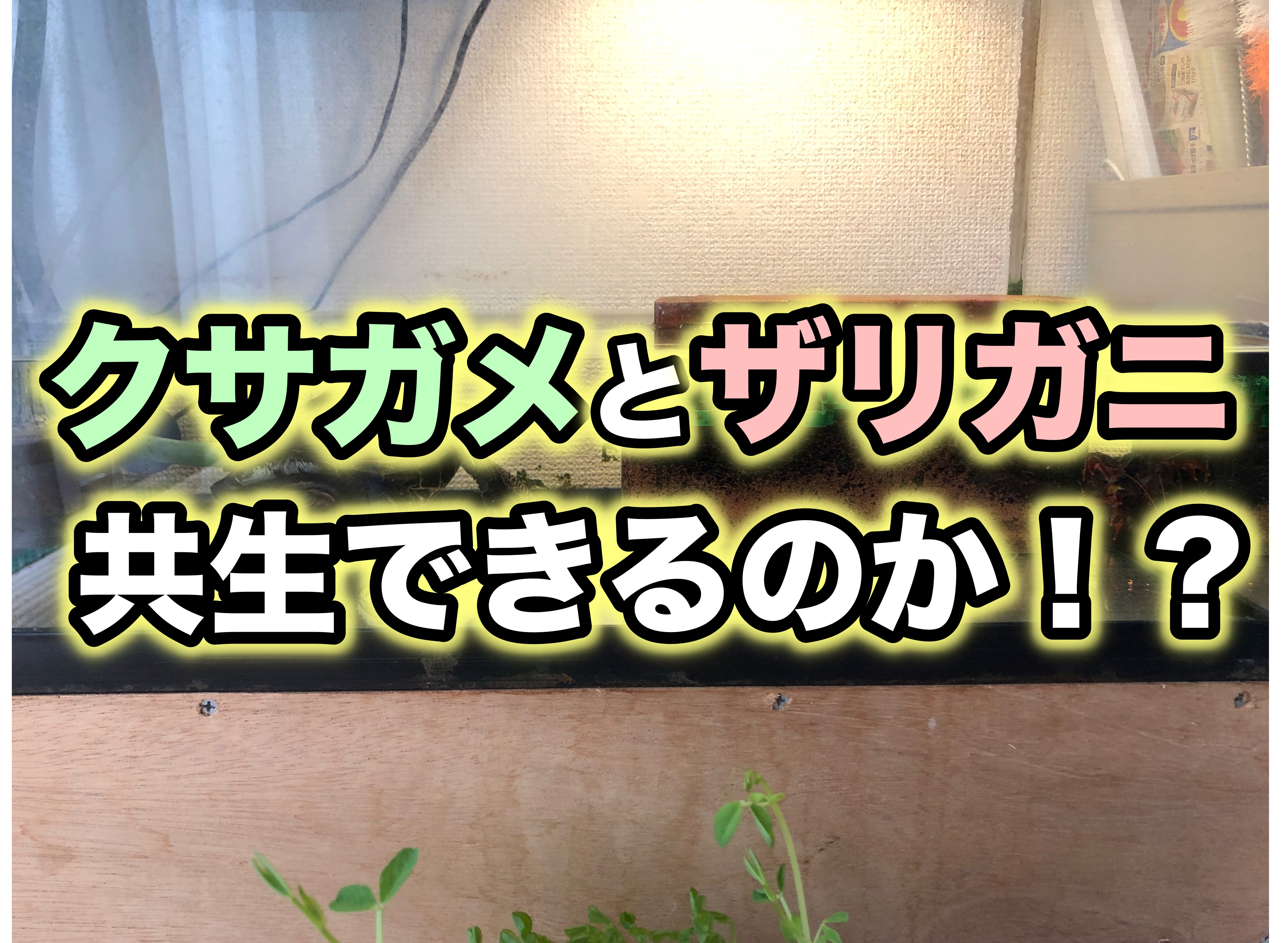 クサガメに餌用ザリガニあげたら一緒に暮らし始めた話 共生のメリットについて