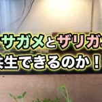 クサガメとザリガニは共生することはできるのか？メリットは？