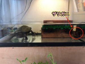 クサガメに餌用ザリガニあげたら一緒に暮らし始めた話 共生のメリットについて