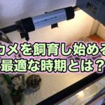 カメを飼育し始める最適な時期は？購入後の輸送や注意点も解説！