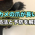 カメの爪が長い時の対処法を解説！爪切りは必要？折れた時の処置について