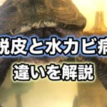 クサガメや半水棲亀の首や脚に白い皮膚のような膜が付いているのは病気？脱皮と水カビ病の違いを解説！