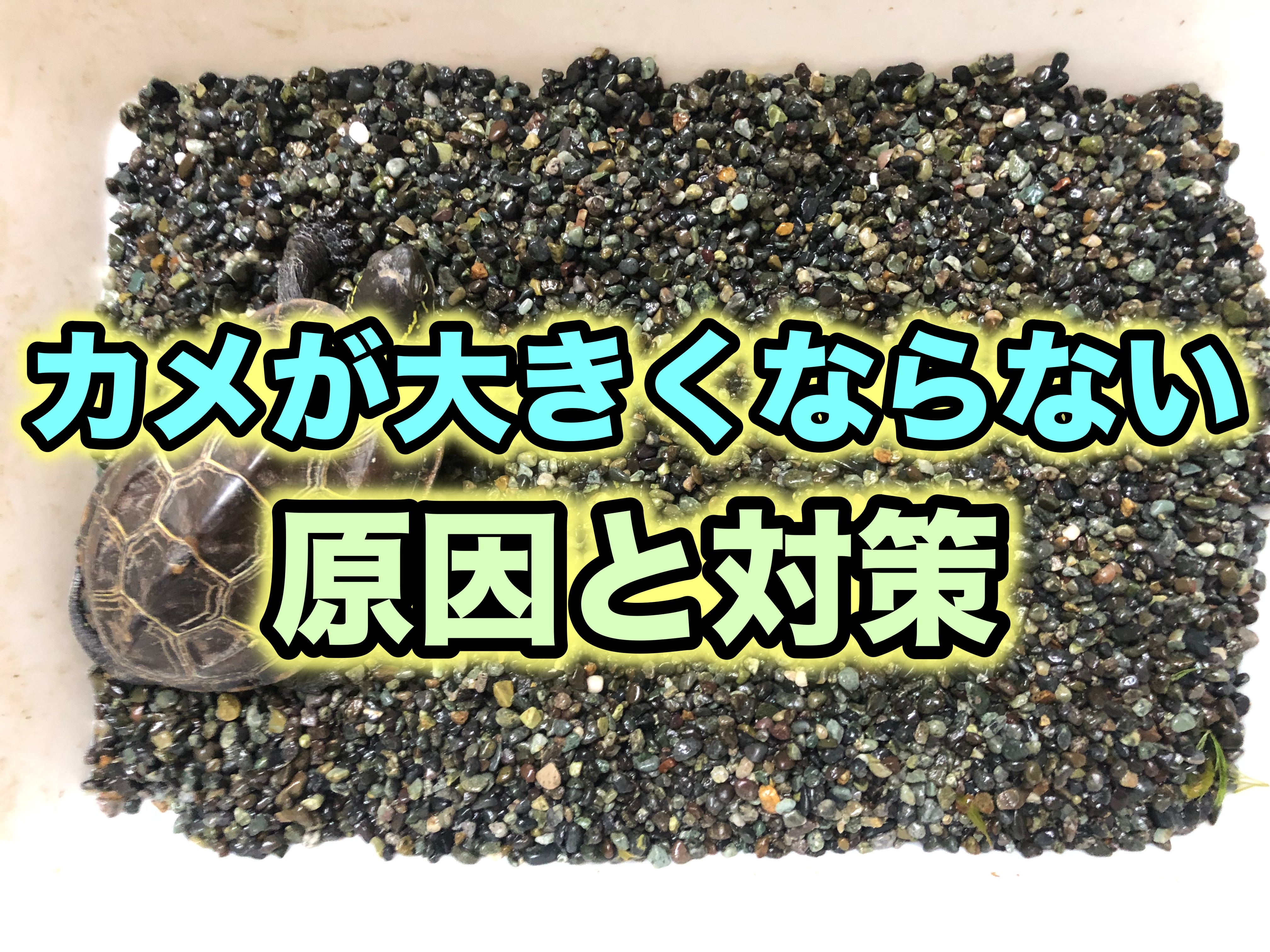 クサガメが大きくならない時の原因と対策を解説！