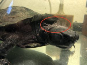 クサガメの皮膚の脱皮