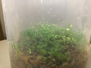 水草の種（プレミアムシード）2ヵ月