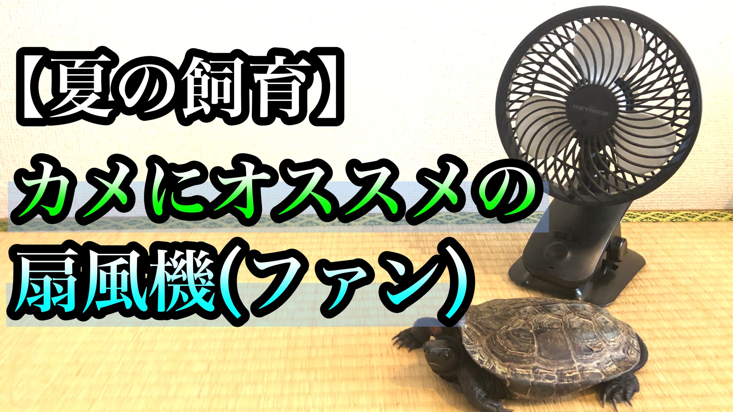 カメ飼育のヒーター使用はいつからいつまで 夏は必要 お答えします